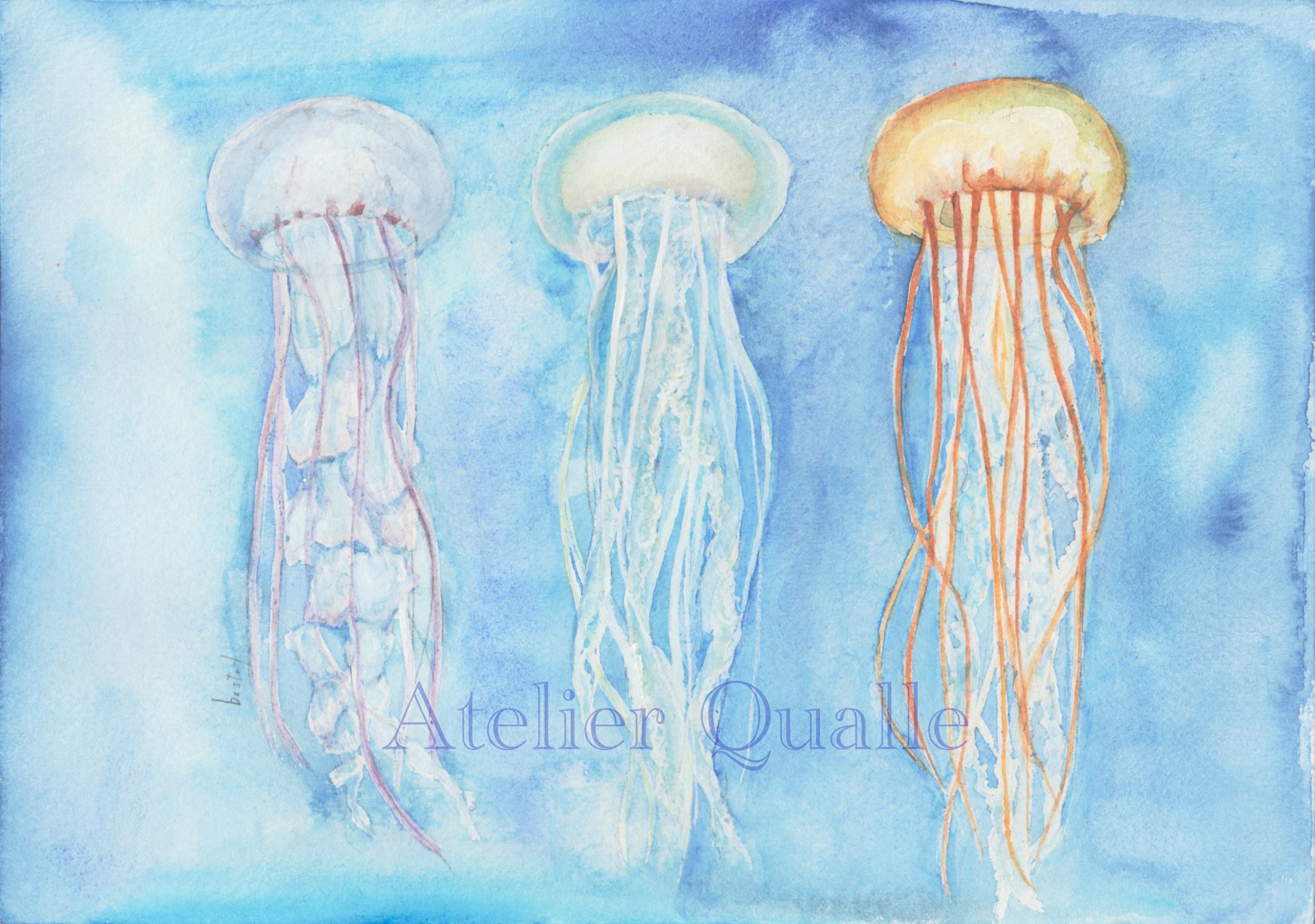 あとりえくらげ Df54 水彩やっと完成しました 夏っぽく透明水彩メインで クラゲさんの種類は 左からパープルストライプドジェリー アトランティックシーネットル パシフィックシーネットルです 水彩 クラゲ