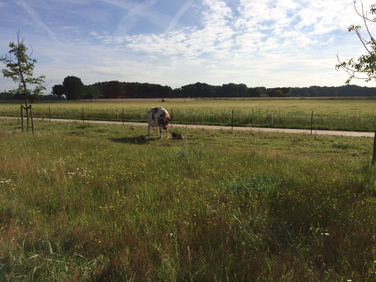 RobStiekema74's tweet photo. Vanochtend @Keizersrande tijdens mijn hardlooprondje. Ontroerend: koe met echt net geboren #kalfje. https://t.co/q5dzJa13Qn