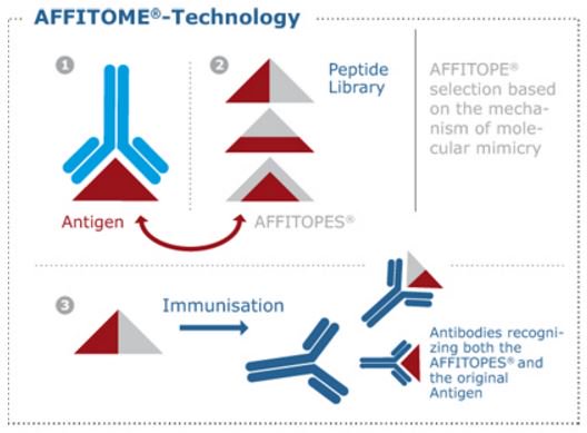 Labiotech_eu's tweet photo. Vienna-based Biotech raises €10M to fight Metabolic diseases and Parkinson’s #AFFiRiS https://t.co/eIvQNy9nHL https://t.co/Z1I4IrvJ7n