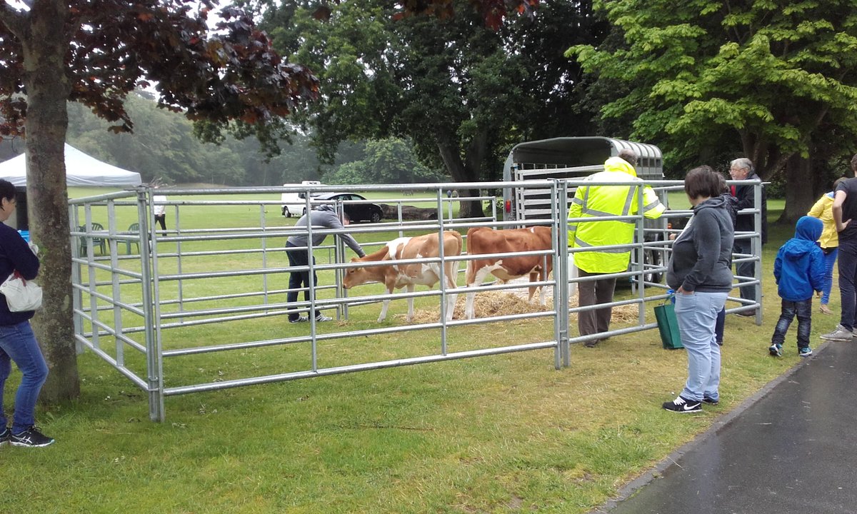 Down at Saumarez Park with <a href="/GuernseyCows/">GuernseyConservHerd</a>. Come say hello! <a href="/GuernseyPress/">Guernsey Press</a> <a href="/islandfm/">Island FM</a> <a href="/BBCGuernsey/">BBC Guernsey</a>