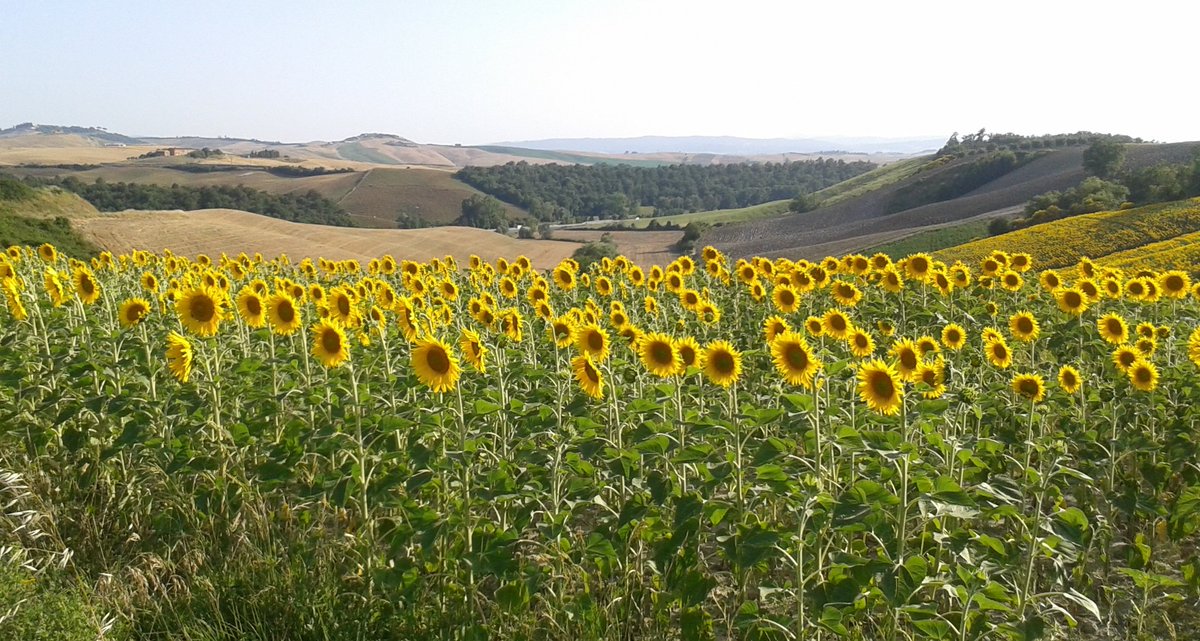 info_berardenga's tweet photo. #buonadomenica #summer #sunflowers #tuscany #terredisiena https://t.co/wksJVPxVB6