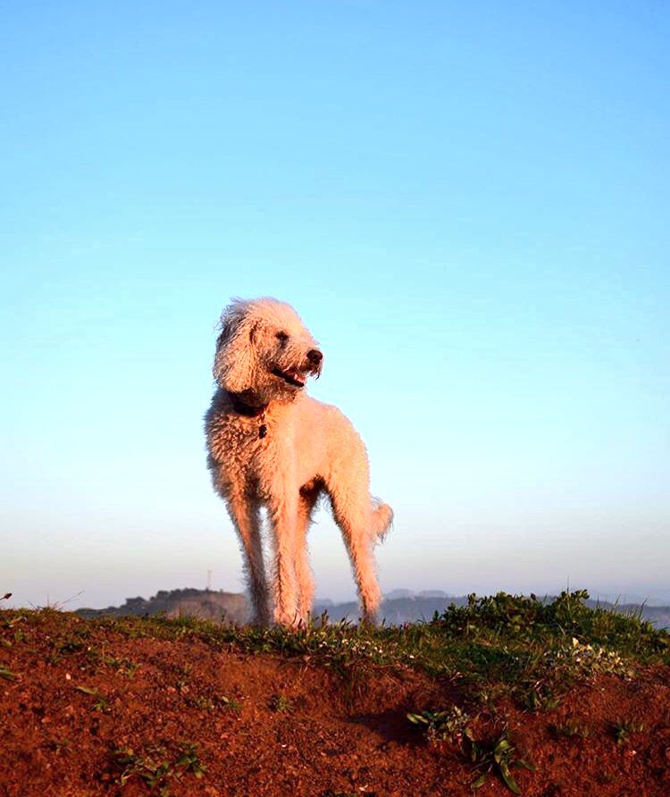 Have a nice #sunday😎☀️

#dogsoftwitter #dogwalking #bigpicture #model #pfoteundhuf #dog #hund #doglover #goodday