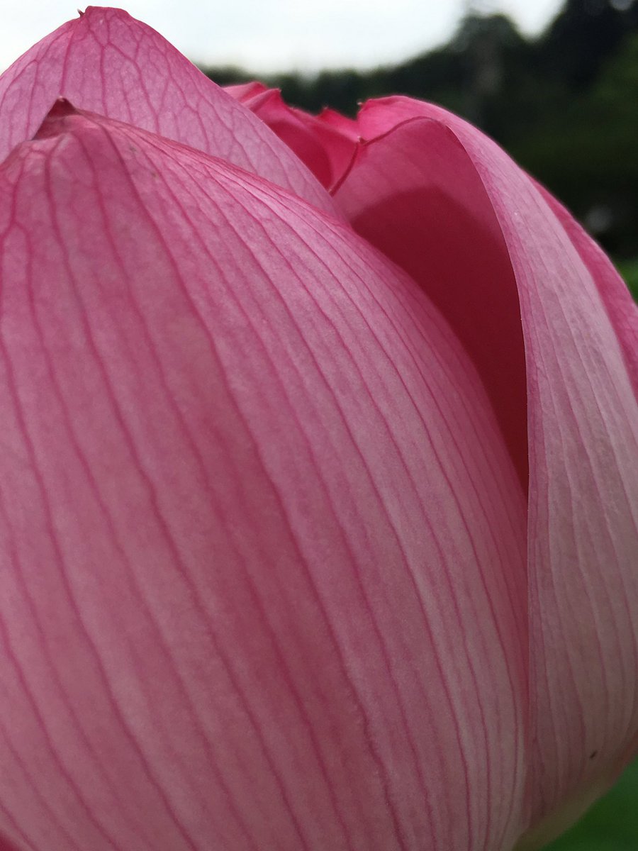 ♡花様ご確認♡ 1633308009_1.png