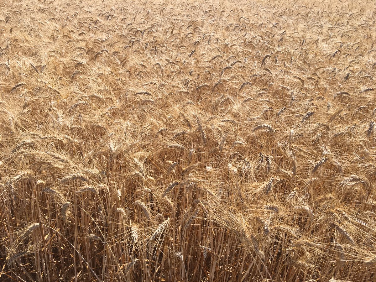AlexGRENOT's tweet photo. #Moissons2016 #Saintes  Récolte des Essais de Blé Dur ce matin . #agriculture #innovation https://t.co/tUoZlqPgDJ