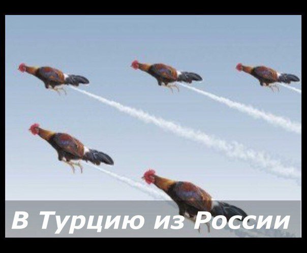 MarysiaJa's tweet photo. Петух, снова птица перелетная. https://t.co/5JI9efMAkR