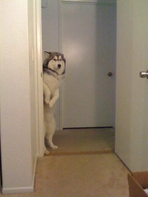 StumblerVideos's tweet photo. mom i had a bad dream can i sleep in your bed for a bit https://t.co/Wx8l4PUuMy