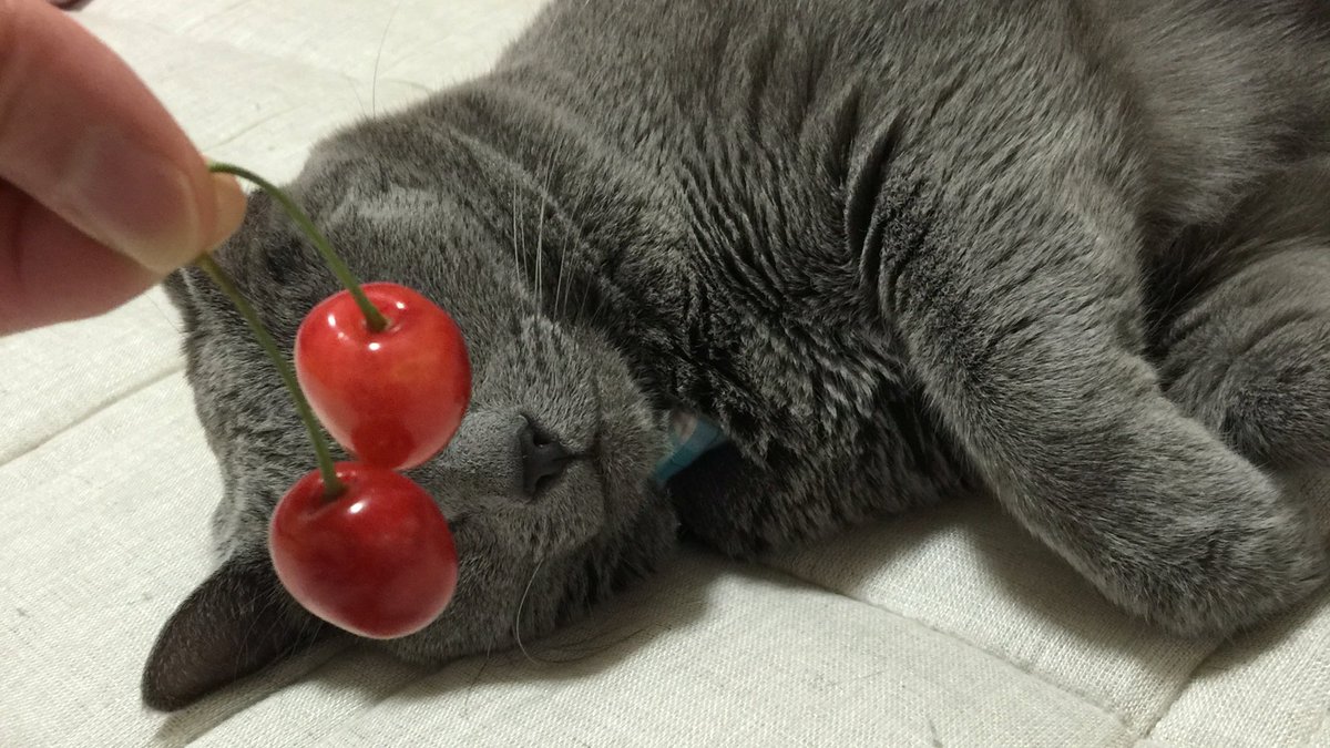 Yukari にゃにするのよー さくらんぼ サクランボ 猫とさくらんぼ ねこ 猫 Cat ロシアンブルー Russianblue