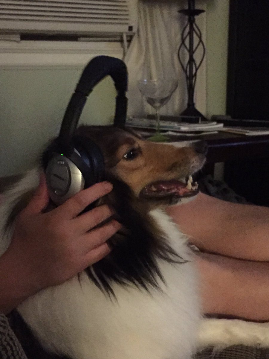 AlmQ's tweet photo. Thank you @Bose for helping our poor anxiety ridden dog through the fireworks! https://t.co/P4cP87RneK