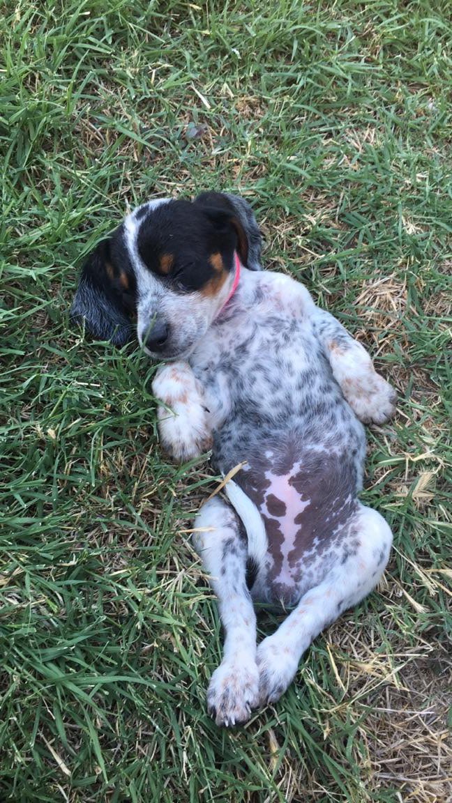 djburroughs's tweet photo. @AsaAkira my girlfriend and I named our puppy after you because we thought your name is so pretty #puppy https://t.co/dHbRFcHt19