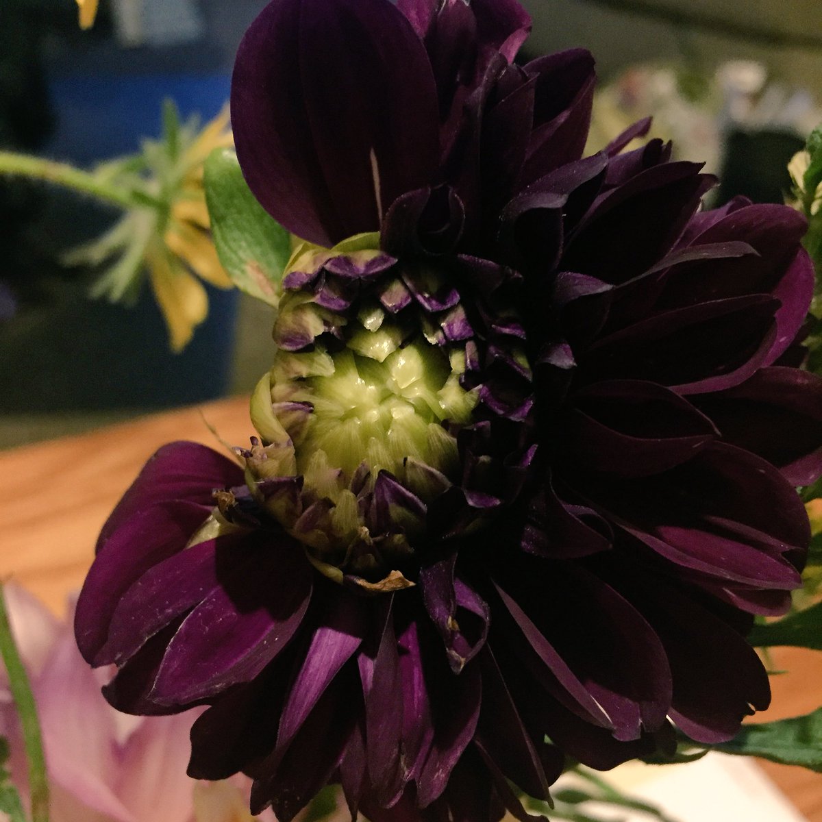 MelissaKae014's tweet photo. A #dahlia bloom hit with #hail during the #bud stage. #hail2016 https://t.co/I5oqk9tN7j