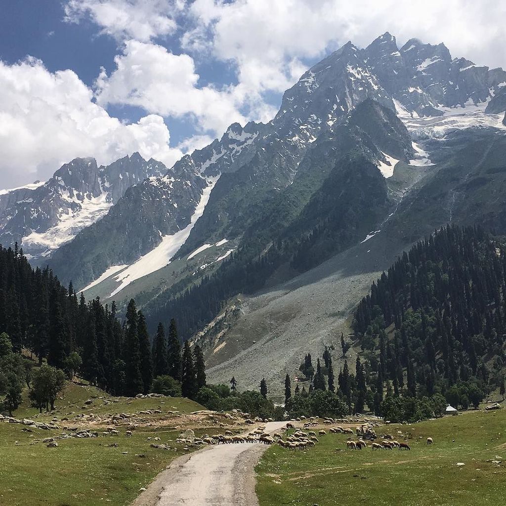 GennaMMason's tweet photo. Mountains + meadows + glaciers + new friends #Kashmir #sonamarg #travel #usicomos #iep2016… https://t.co/DAxk00S1Va https://t.co/Qr0RLD5vj6