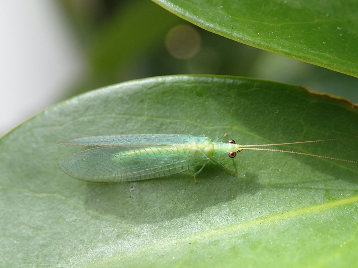 サンシャイン水族館 サンシャイン水族館 Mgで見つけた虫たち クサカゲロウ の仲間 以前twitterでも幼虫を紹介しました 害虫を食べる益虫 幼虫は地味ですが 成虫は薄い羽に綺麗な虫です ポケモン の進化前と後みたいですね