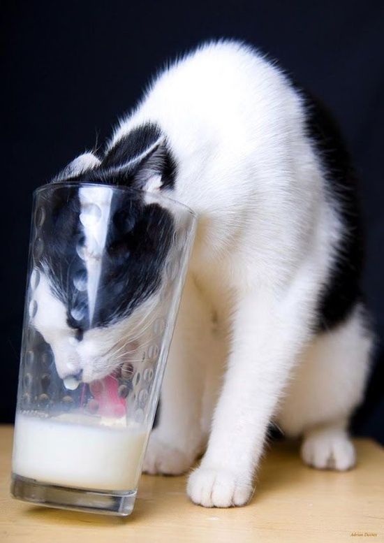 destinograzia's tweet photo. #gerundiliberi #scritturebrevi @redaelena
4- #scaldando il latte..ma il gatto non è sazio https://t.co/DXdIXrmS16