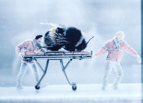 MaldonBeekeeper's tweet photo. #bees #savethehoneybee #honeybee #bee #environment #dmbka #ebka... https://t.co/NlcFGXin6J