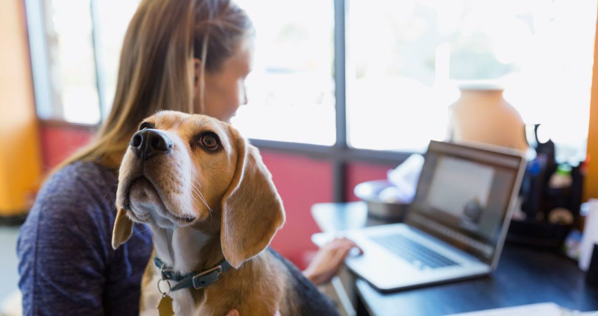 StylistMagazine's tweet image. Office beagle, anyone? The UK’s most amazing company perks stylist.co.uk/life/from-unli…