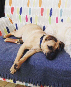 #Lost #ScanMeYOUNG Tan Terrier Cross Male
High St #Silsoe #Bedford #Bedfordshire #MK45 #MK45 doglost.co.uk/dog-blog.php?d…