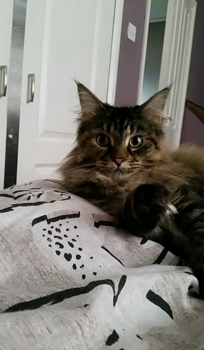 MoxxiTheCat's tweet photo. Good morning... #CatsOfTwitter #SundayMorning #chillout  #cats https://t.co/y8ejPNLaE6