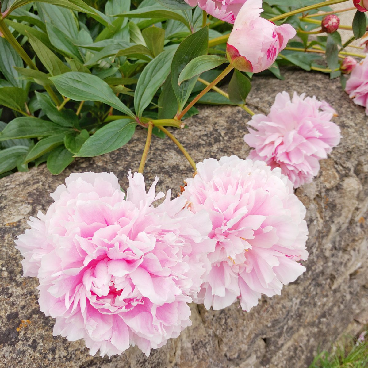 Sundays are for flowers. 😍🌸