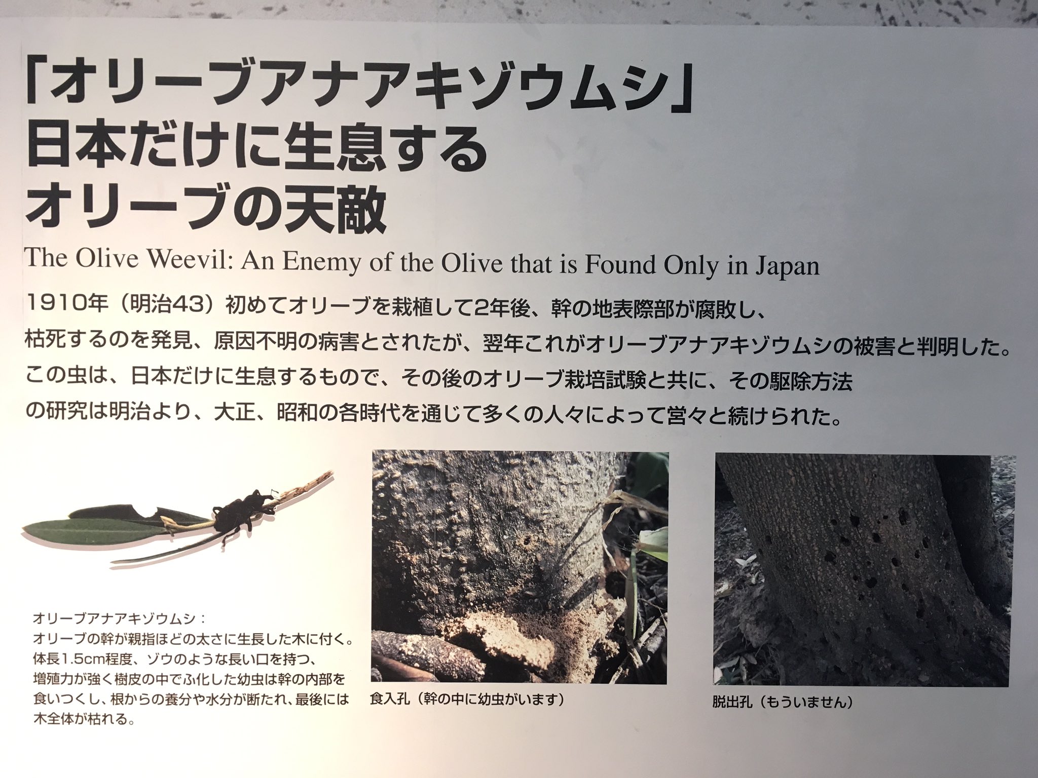 国産オリーブ誕生の裏に地元小学生と虫のバトル Twitter