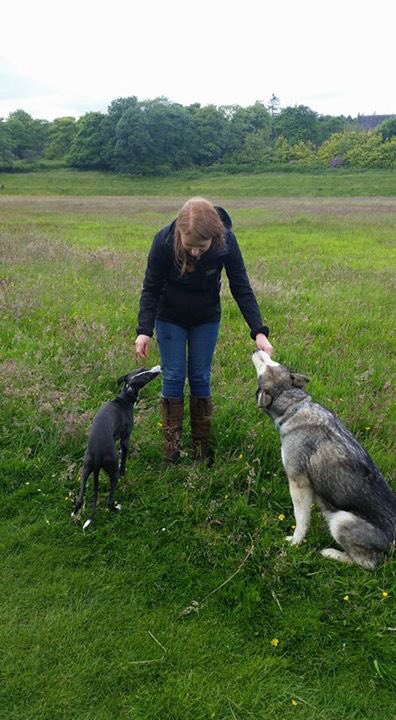 stoopdoggydog's tweet photo. @VictoriaS would be proud, practicing recall & a bit of obedience #whippet #husky #dogtrainig #2atonce https://t.co/GJcpOZCvVQ