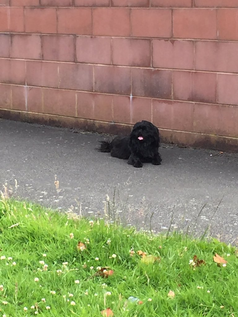 DavidPrice_1's tweet photo. Anyone lost this dog in west derby  it's just ran into crocky park off meadow lane end I tried to get it ran away https://t.co/ZGeG2lKln3