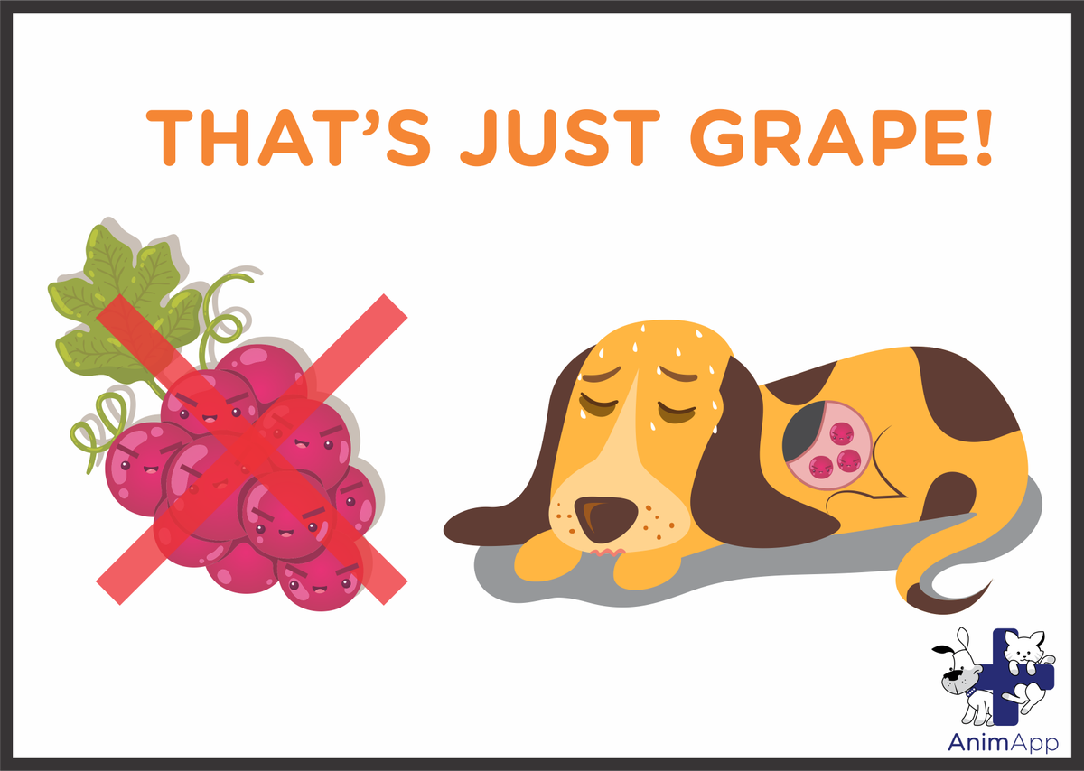 animapphealth's tweet photo. Dogs+Grapes=Kidney Stones. Keep them away for a healthy pet life!
#AnimApp #animalwelfare #PetSmartNow #DidYouKnow https://t.co/bx0VfbWWg6
