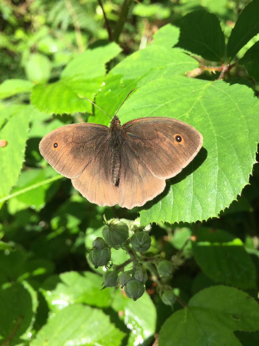 TheMillArms's tweet photo. Brown meadow sunning itself between downpours #Butterfly #dunbridge #countrypub https://t.co/0LUziIXnzH