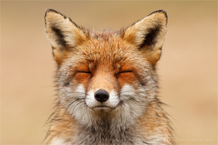 Was ergeben folgende zwei Sachen? 
<a href="/atomarestv/">Atomares ☢ (🏡)</a> &amp; <a href="/MsRed_Fox/">𝕄𝕊 𝗙𝗼𝘅𝘆 🩺</a> Ritter und Fuchs?! *Lösung kommt gleich in den Comments*
