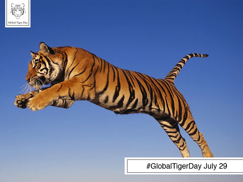 Global Tiger Day tweet media