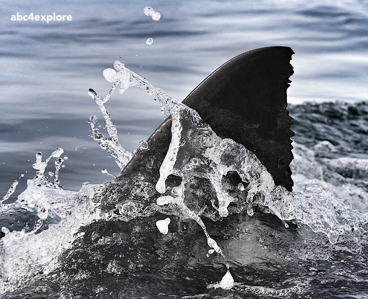 Dorsal Fin of a Great White Shark belongs exactly where you see it here, attached to a happyhealthy shark <a href="/SharkWeek/">Shark Week</a>