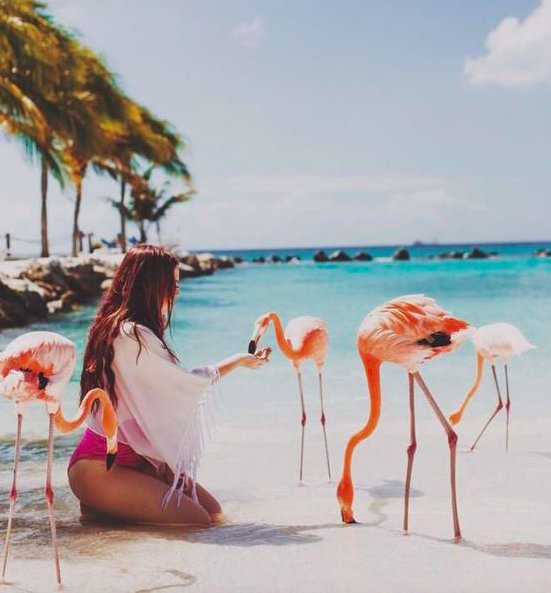 coconutlaneuk's tweet photo. Who knew you could feed flamingos?! π #probablyeveryone #traveltuesday #tbloggers ππ https://t.co/tdaR1adoHO
