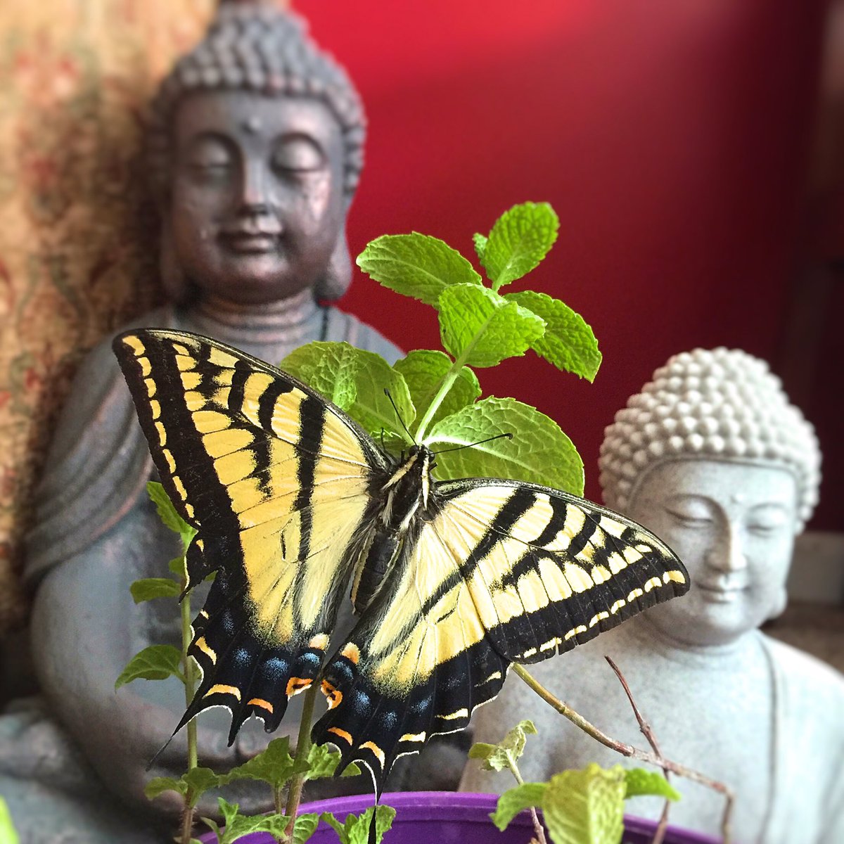 IcstudiosDesign's tweet photo. Our special guest! #ideas #creative #butterfly #color #interactivecreativestudios https://t.co/hsyOjgPPX8
