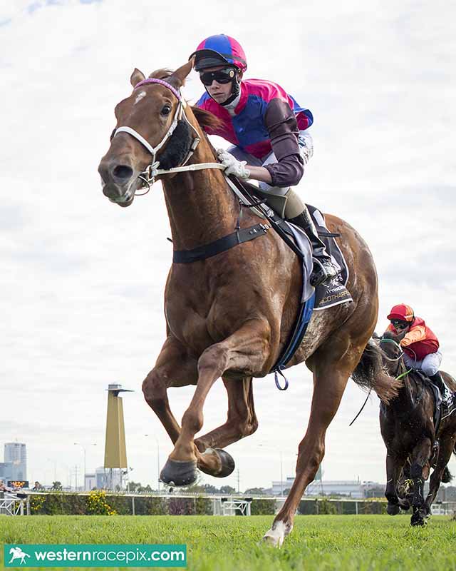 WesternRacepix's tweet image. VEGA MAGIC - Belmont Sat 2nd July @PerthRacing #VegaMagic #WesternRacepix #WAracing