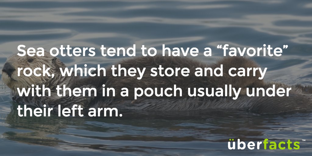 UberFacts's tweet image. Awwwww.