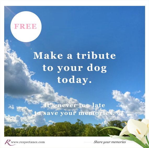 Respectance's tweet photo. You can save the #memories of your #dog forever and always on: https://t.co/F5ANTWP6Jn #RIP #RT #friend #free #love https://t.co/BcHA52otq6