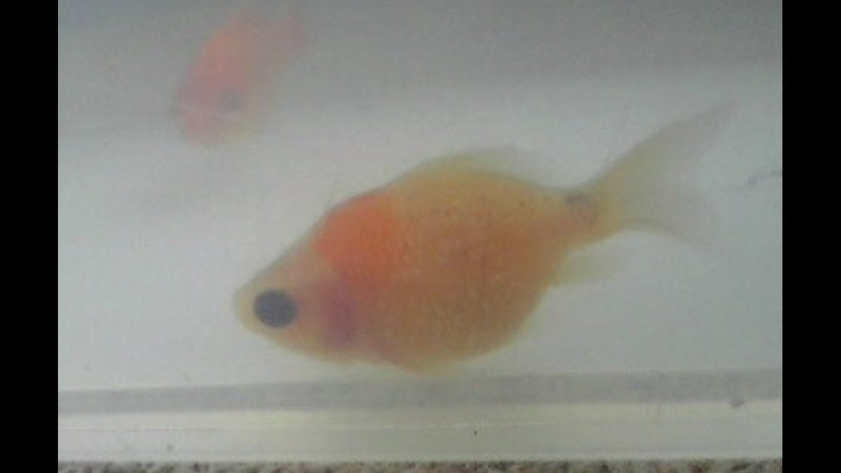 鰐 8 7jrs Twitterissa 金魚掬いって和金とか出目金ばっかのイメージあるけど よく見ると珍しい金魚がいる事もあるんだよね 写真は俺が掬ったやつで 鼻房 水泡眼 ピンポンパール 選別漏れだろうから勿論形は良くないけど よく言えば個性的で 俺はそういうの結構好き
