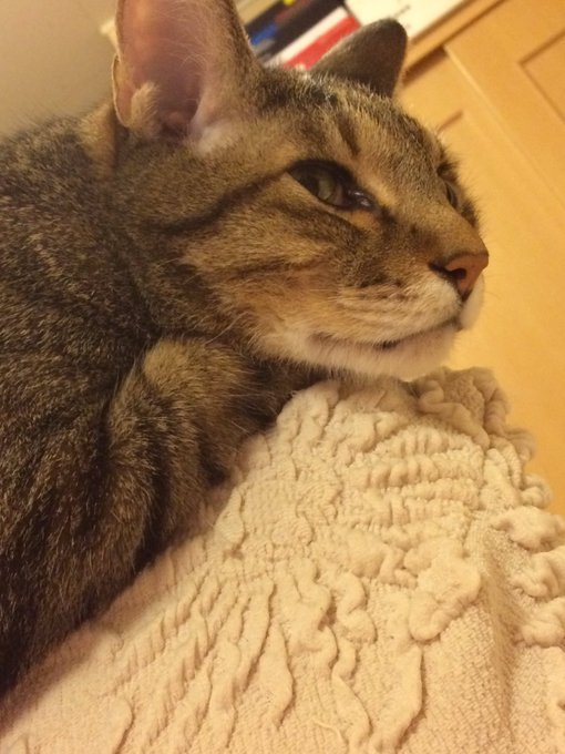 いっつも人に相談する前に自分で答え出しちゃってるんだよなぁー&hellip;なんでだ？(｡˘&bull;&epsilon;&bull;˘｡)  ってヌコもおもってるw https://t.co/LwhTcIbr7N