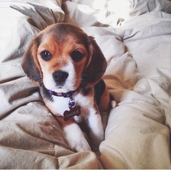 WeLoveBeagles's tweet photo. "So... I'm not getting out of bed today" https://t.co/8zAeanLPvp