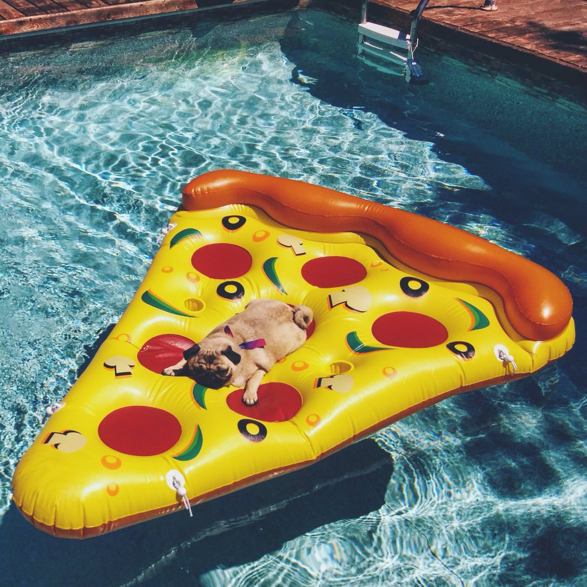 helmutthepug's tweet photo. Anybody order pizza with extra pugperoni? 🍕🍕🍕 #PizzaPoolParty #PizzaLife #PizzaFloat #CottageLife #HelmutThePug https://t.co/wPEOyTd4gC