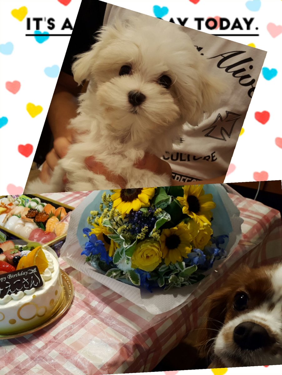anco_smile's tweet photo. ばーばのお誕生日～
新しい家族が増えました～
すずらんのすずでーす😊
よろしくね🐶 https://t.co/TjQKeZ31E9