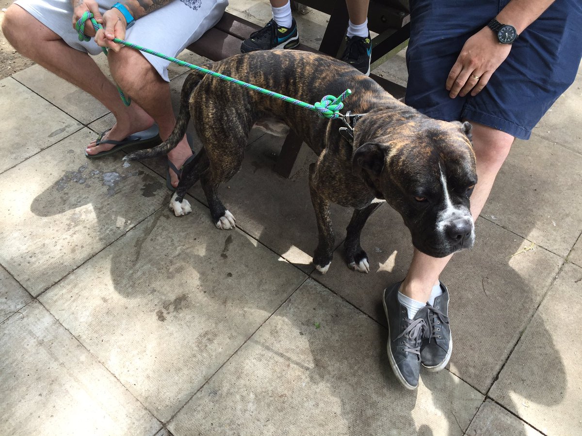 localadzltd's tweet photo. Dog found in #StanboroughLakes #Welwyn please share to find his owner! https://t.co/iNUESNWHig
