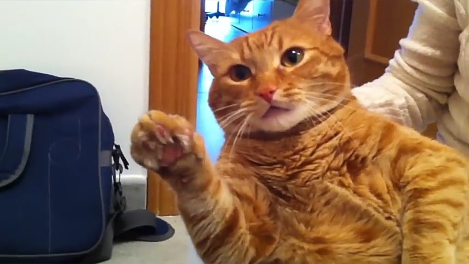 dani_flow73's tweet photo. #PreguntaRabos @Rubiu5 ¿que paso con estos 2 gatitos? ojala que lo respondas en un preguntas y respuestas ^_^ :-) https://t.co/C2kqMDZ2k6