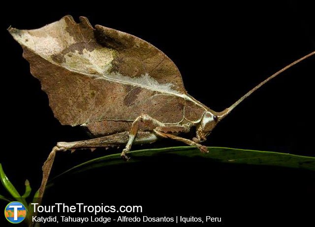 ThinkJungle's tweet photo. Katydid in the Tahuayo Reserve near the Tahuayo #Amazon Lodge • #Peru • See Lodge https://t.co/kSUjUK2bUH https://t.co/Sd6FV1kfzk