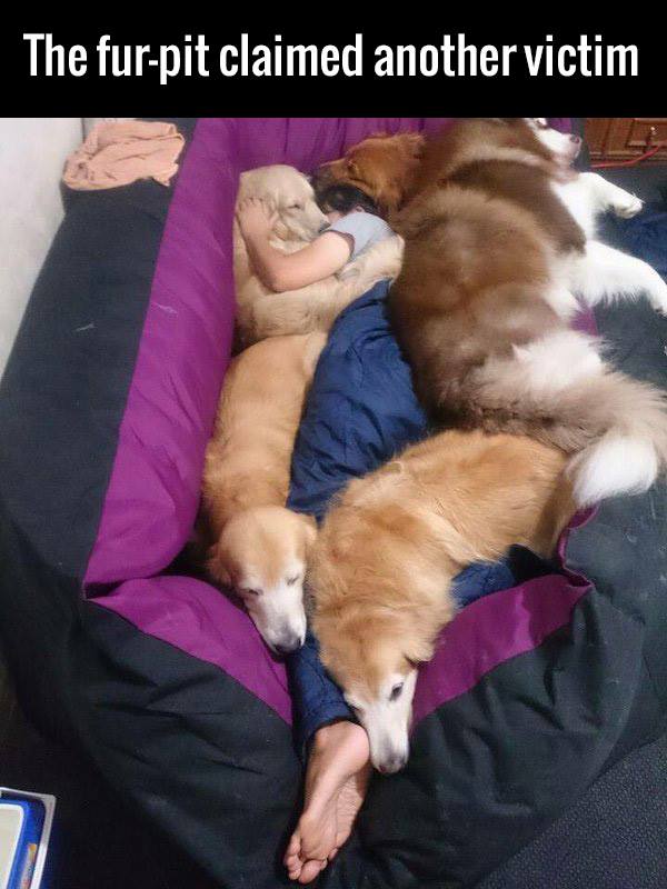 HomeyPet's tweet photo. That looks like heaven! 😍 🙌 👏 https://t.co/LNZGGxA7p8