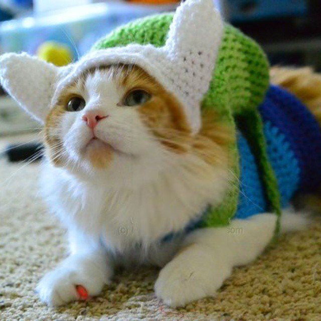 Gordon MacIntyre tweet media