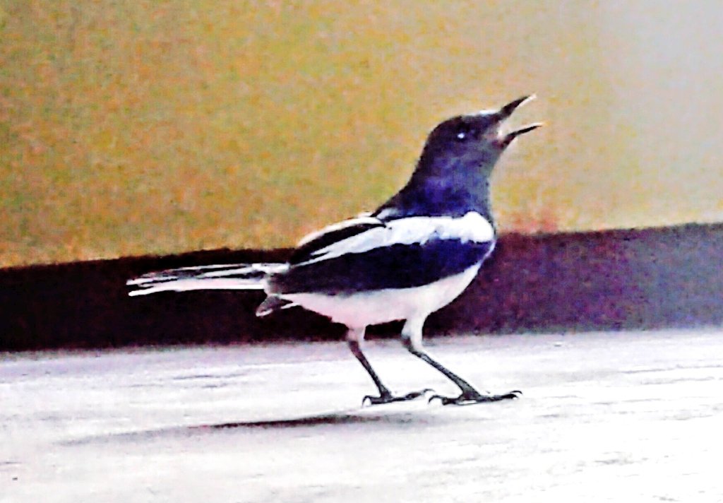 MATHUSANISM's tweet photo. EveningTime this #Bird #Visiting #MyHouse
Captured by #MaThuS https://t.co/HqMpgdD1rj