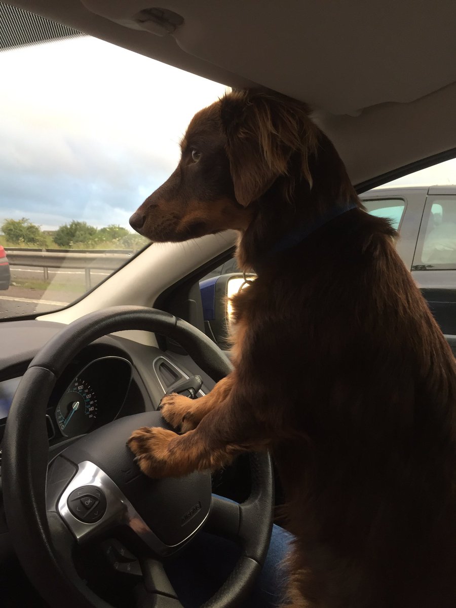 Fynn stuck on the M1 #DogsDrivingCars @montysdognigel
