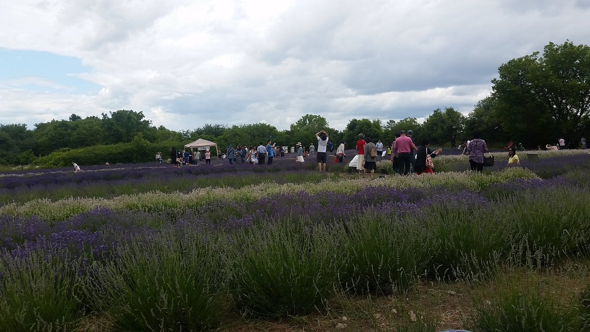 ohmycodfishcake's tweet photo. We spent a beautiful + busy day at the #PrinceEdwardCounty Lavender Festival yesterday!  Ready for Day 2 #BajanBites https://t.co/yNdPj3KVDQ