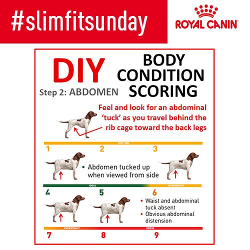 Royal Canin Cat Body Condition Score Chart