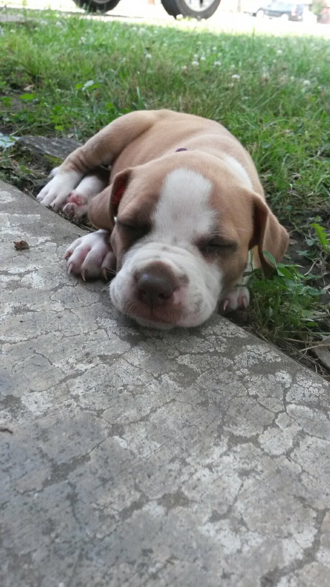 MelodyHight's tweet photo. This is my new baby!  I have 3 names I'm trying to choose from. Aiko, Sky or Bug! Can't decide. #dogsoftwitter https://t.co/bcDUxkDK7m